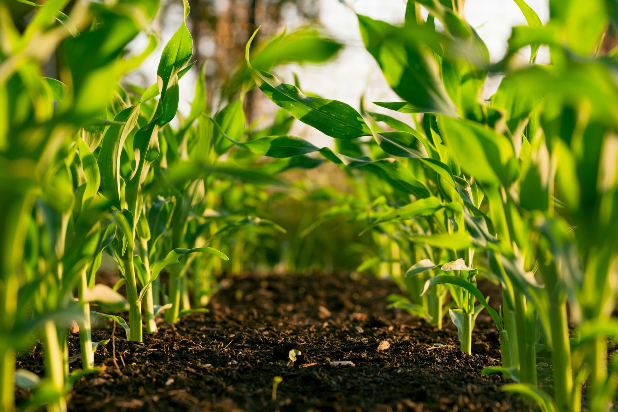 Phosphorus in NPK Fertilizers: Why Phosphate Availability Matters for Crop Productivity