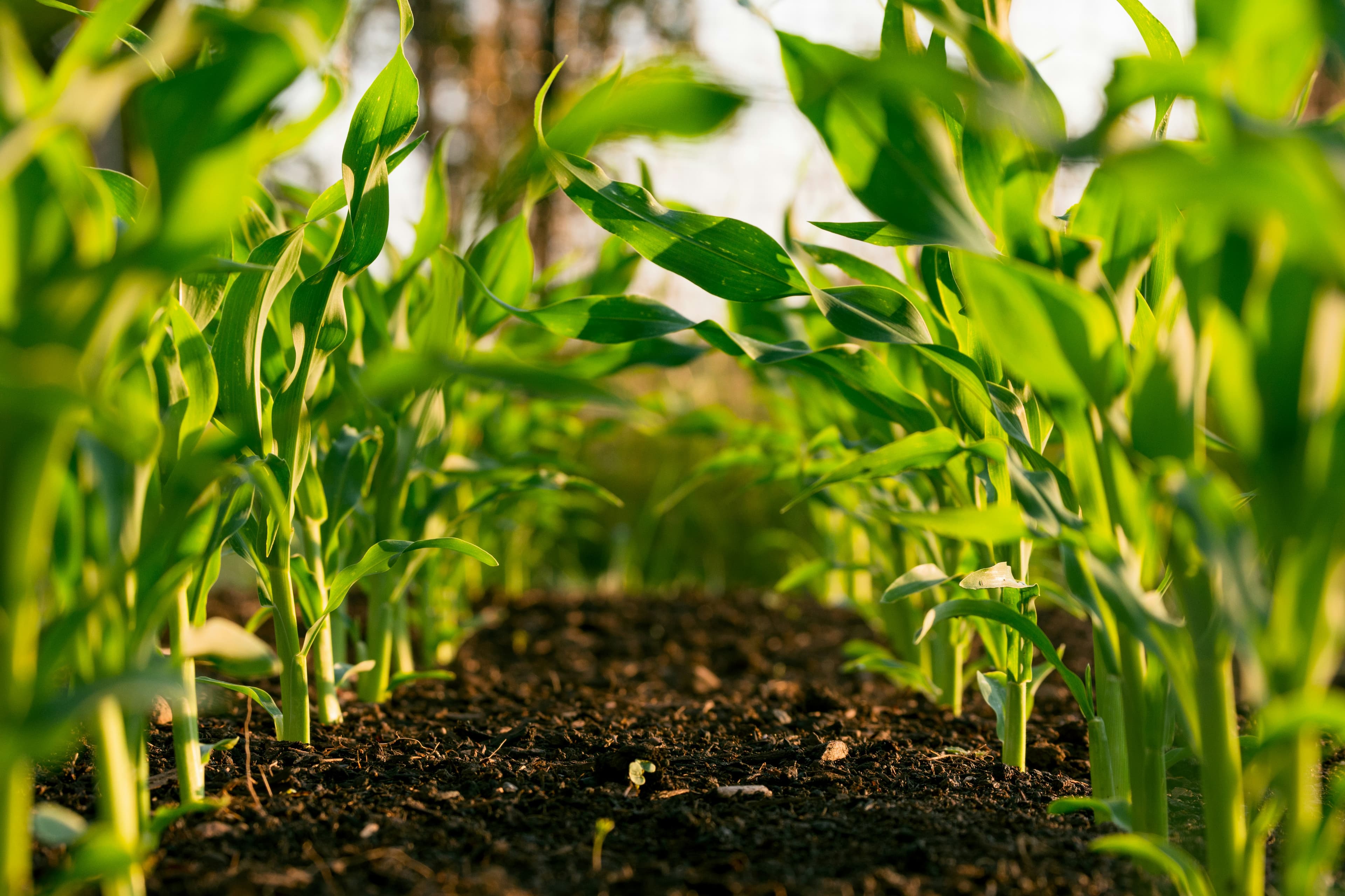 Phosphorus in NPK Fertilizers: Why Phosphate Availability Matters for Crop Productivity