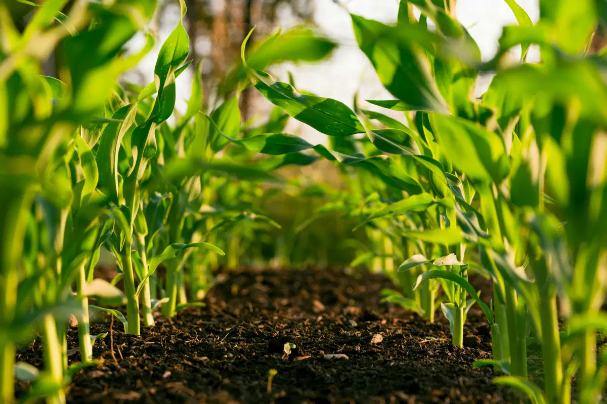 Phosphorus in NPK Fertilizers: Why Phosphate Availability Matters for Crop Productivity